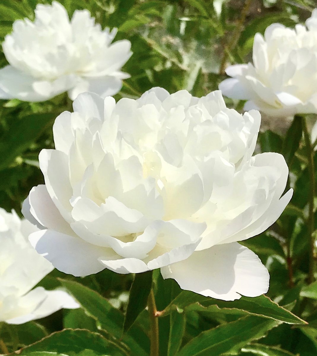 univtoyama's tweet photo. お休み前に5月23日に撮影した今年最高の芍薬を投稿します。芍薬の根は補血の生薬として当帰芍薬散に配合されるほか、鎮痛、鎮痙作用に優れることから葛根湯や芍薬甘草湯でも重要な役割を担います。また美しい花姿から春の切り花としても人気が高く、多様な価値を持った最高の薬用植物であると思います https://t.co/D80pVxX3u2