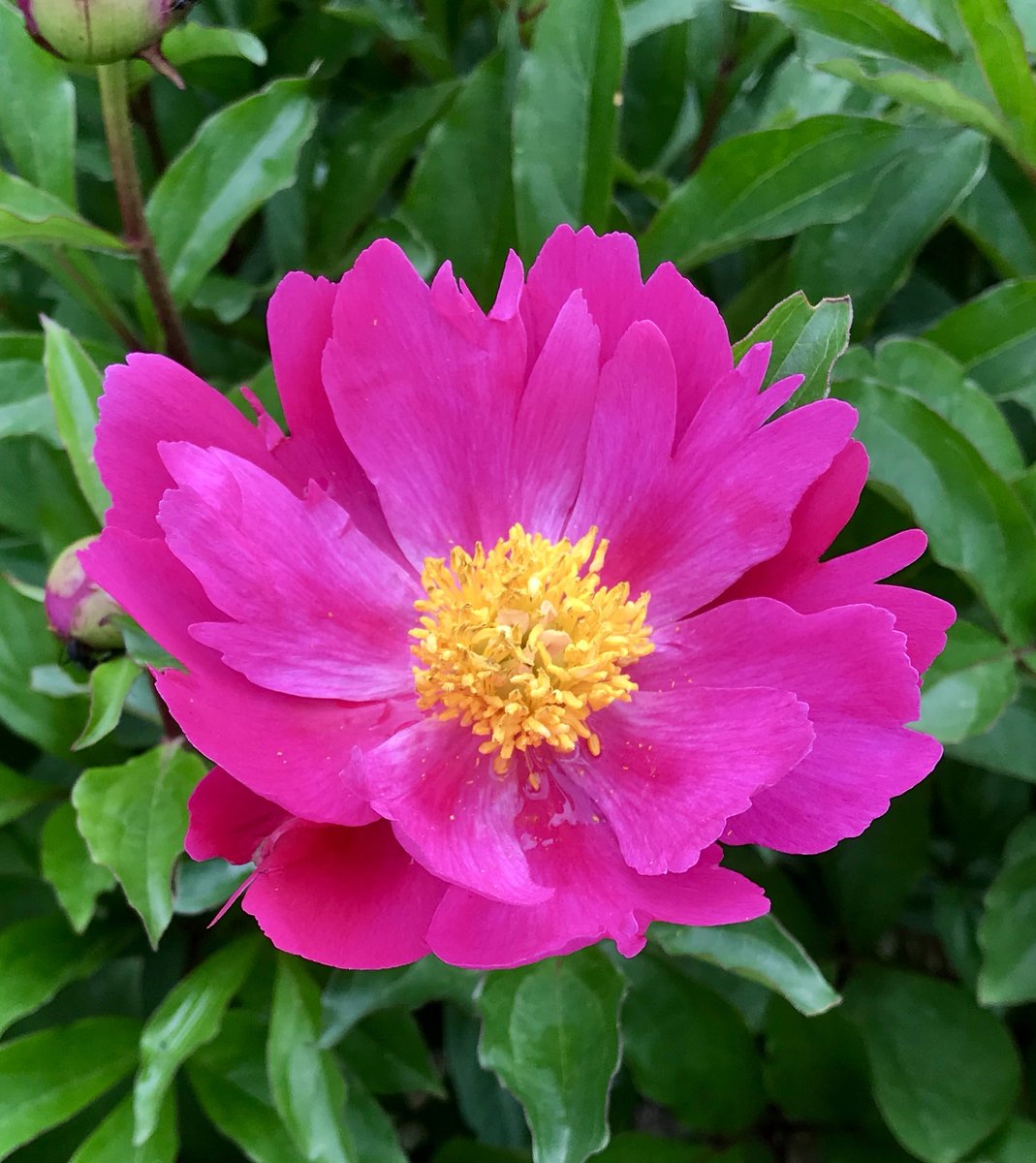 univtoyama's tweet photo. お休み前に5月23日に撮影した今年最高の芍薬を投稿します。芍薬の根は補血の生薬として当帰芍薬散に配合されるほか、鎮痛、鎮痙作用に優れることから葛根湯や芍薬甘草湯でも重要な役割を担います。また美しい花姿から春の切り花としても人気が高く、多様な価値を持った最高の薬用植物であると思います https://t.co/D80pVxX3u2