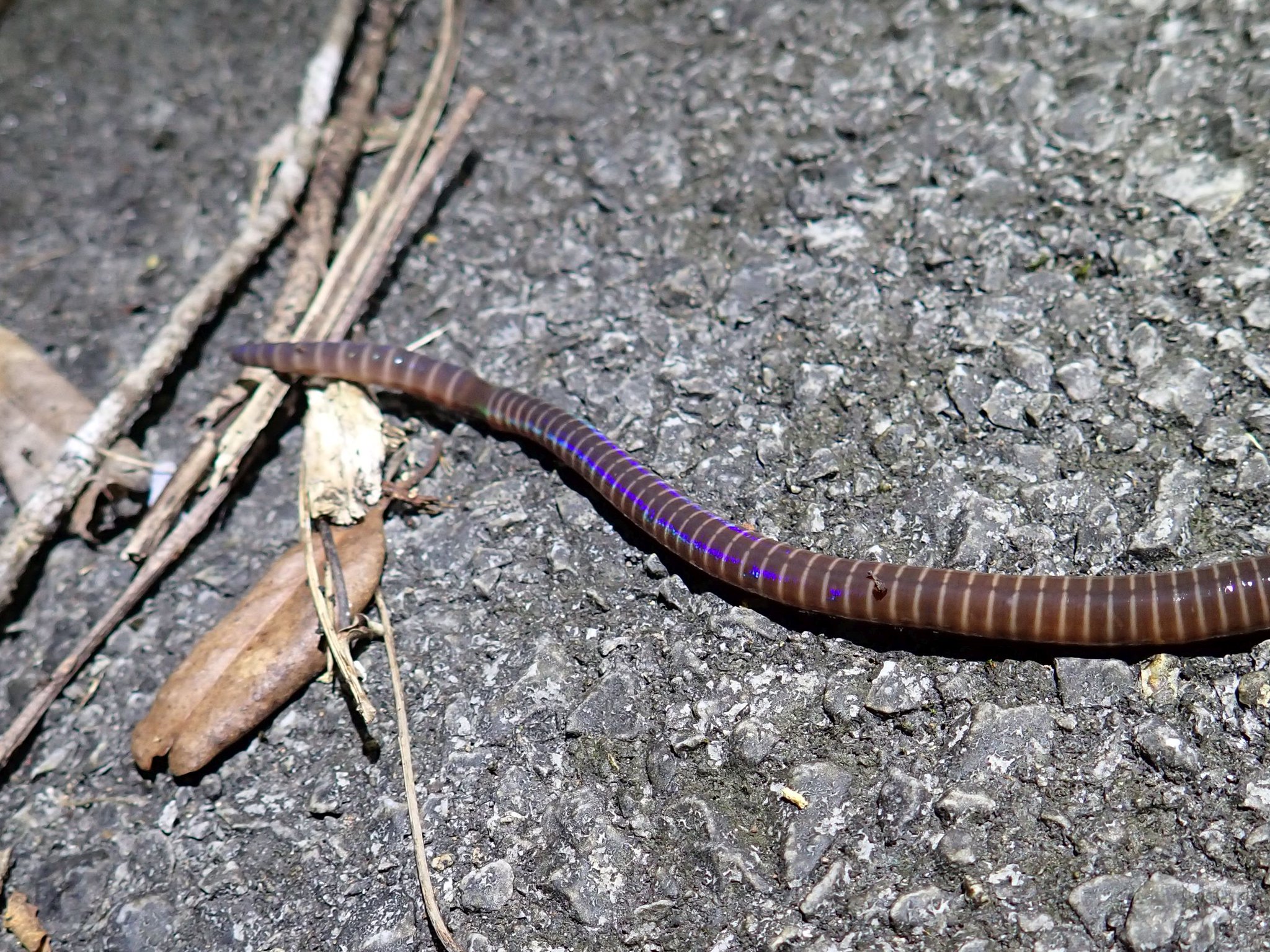 えさし ヤンバルオオフトミミズですかね 林道を走っていたら光沢が気になるミミズがいて ついつい見とれてしまった シーボルトミミズとはちょっと違うな と直感的に思ったけど そもそも沖縄には分布していないそう 一つ勉強になりました