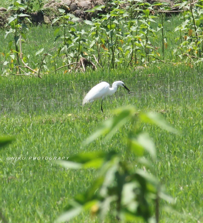 Nikuboruah1's tweet photo. Common Birds #Bagula.....
#White Egret....
Relax Nature #Birds fotography.....📷📷 https://t.co/lhIuoYot4g