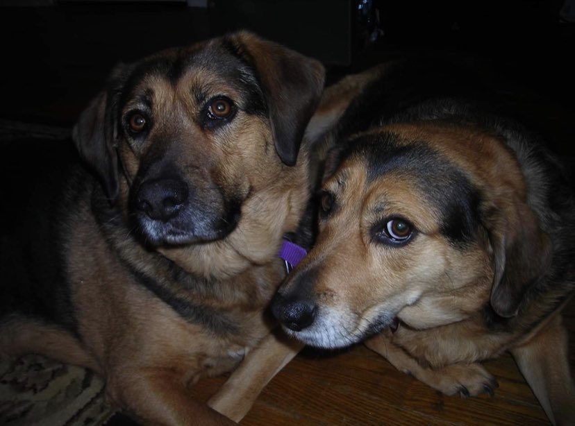 CecileCissell's tweet photo. @BriggonSnow On the left is Yogi Bear and on the right is Tiny Boo Boo https://t.co/S4WYHRwHVC