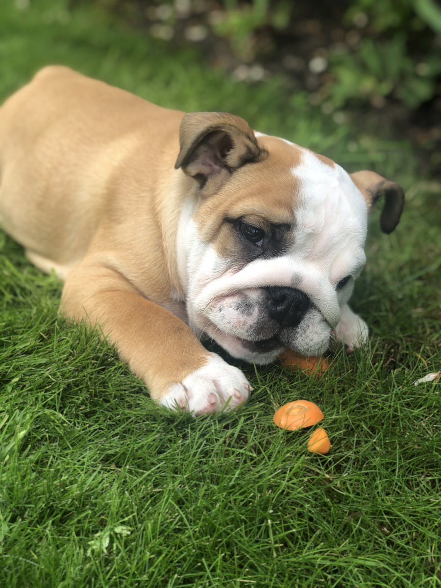 I wouldn’t share my carrot with just anyone! 🥕🥕🥕

#CousinZeke