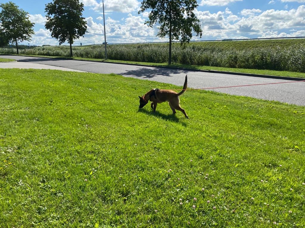 DogsScent's tweet photo. Xam always systematic on the track. He is a amazing young tracking dog. #k9 #trackingdog #antipoaching #antipoachingdogs #mantrailingdog #malinois #puppyprogram https://t.co/cysp2tWtfx