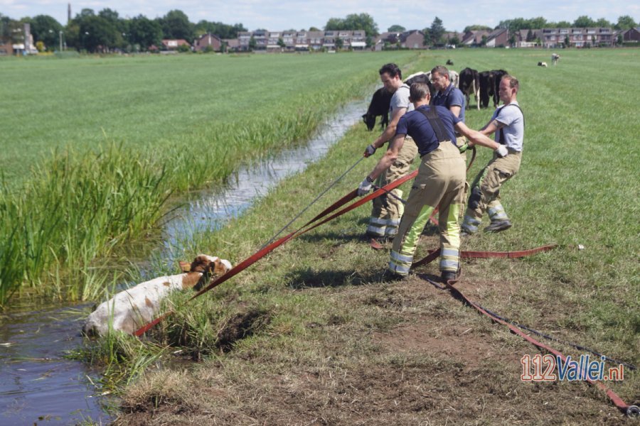 Brandweer redt twee koeien uit de sloot in #Bunschoten. 112Vallei.