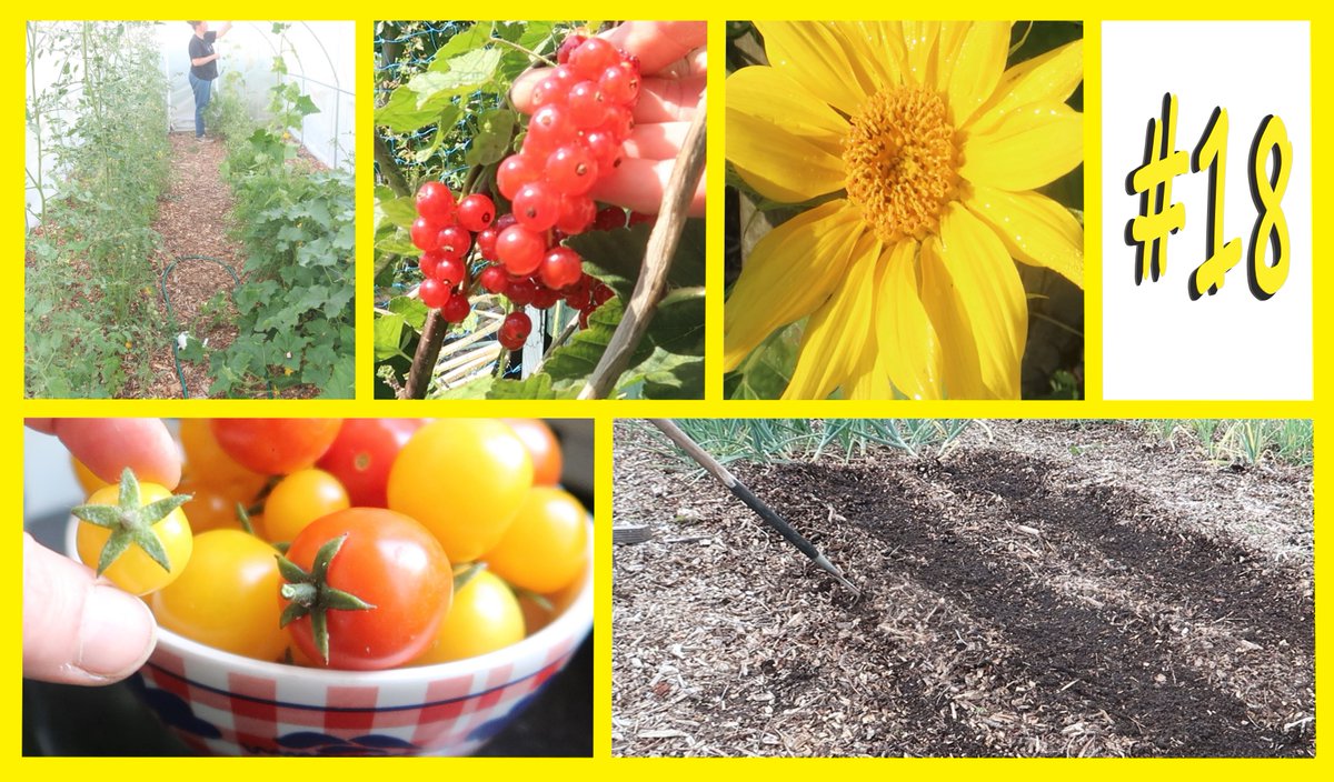 Vergeet niet te blijven zaaien!!
#moestuin #volkstuin #biologisch #mulchen #zaaien #oogsten #zomer #NoDig
youtube.com/watch?v=AuKbHx…