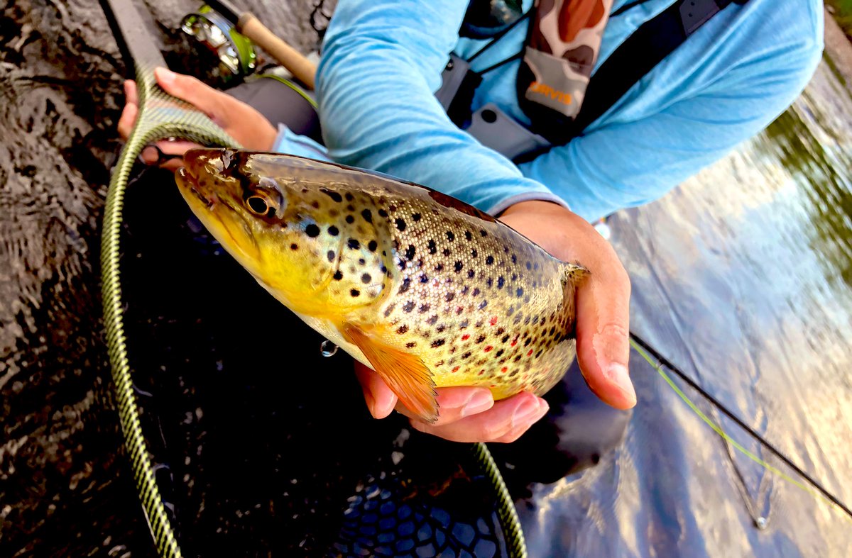 showmeashowa's tweet photo. Chasing rainbows and browns on the South Platte River at Deckers, Colorado #rainbow #rainbowtrout #browntrout #cutbow #flyfishing #onthefly #troutfishing #deckers #goldmedalriver #SouthPlatte #perfectday #coloradotrout #troutbum #flyfishingaddict #chasingtrout #chasingrainbows https://t.co/s6R0jm00hI