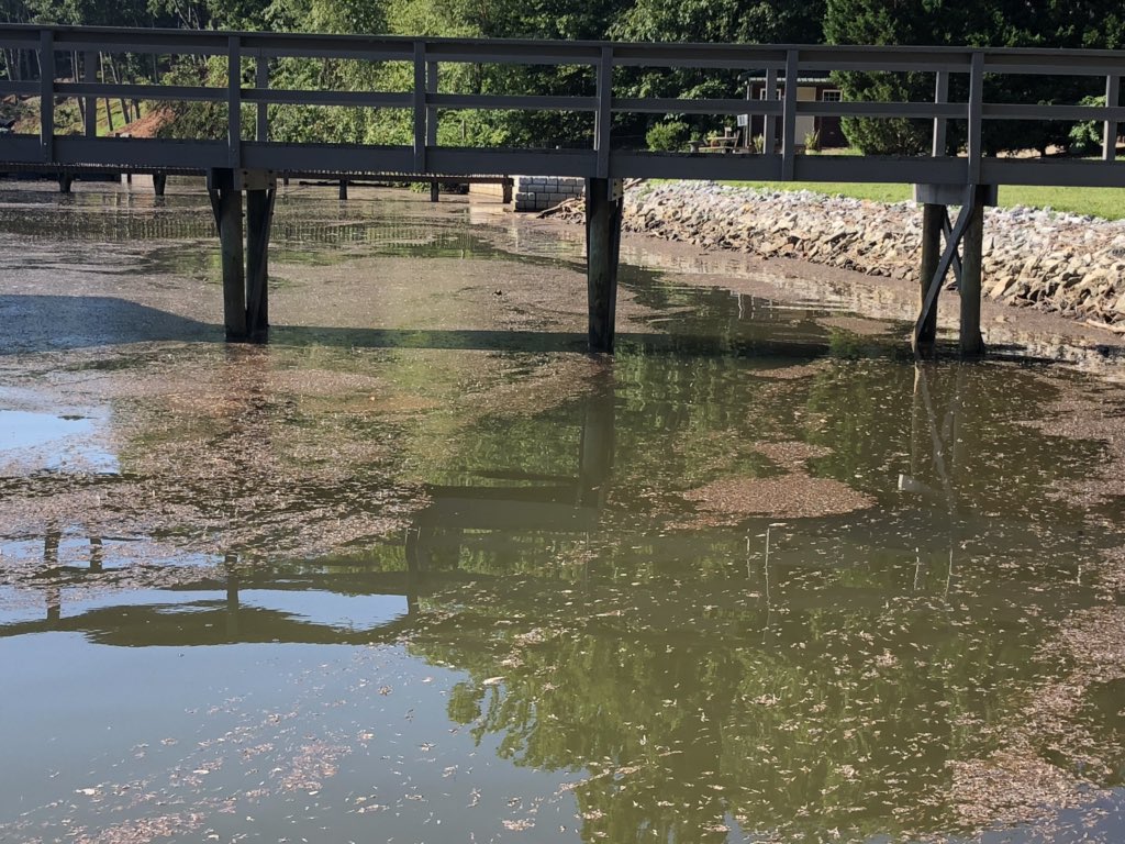 We have a Mayfly swarm today! My science teacher self is loving it... my normal person self not so much! #gotmayflies <a href="/SciCoachOv/">Steven Overholt</a> <a href="/hotpottsscience/">warren edward potts</a> <a href="/WSFCS_Science/">WS/FCS Science</a>