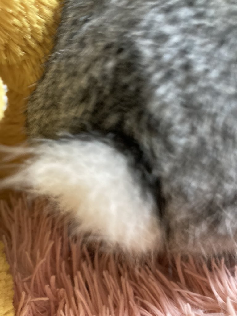 y65048532's tweet photo. モフモフ可愛い🥺
動物の口元がたまらなく好き
あと尻尾！
#動物好きな人と繋がりたい 
#可愛い
#うさぎ
#ネザーランドドワーフ https://t.co/t7milvLquW
