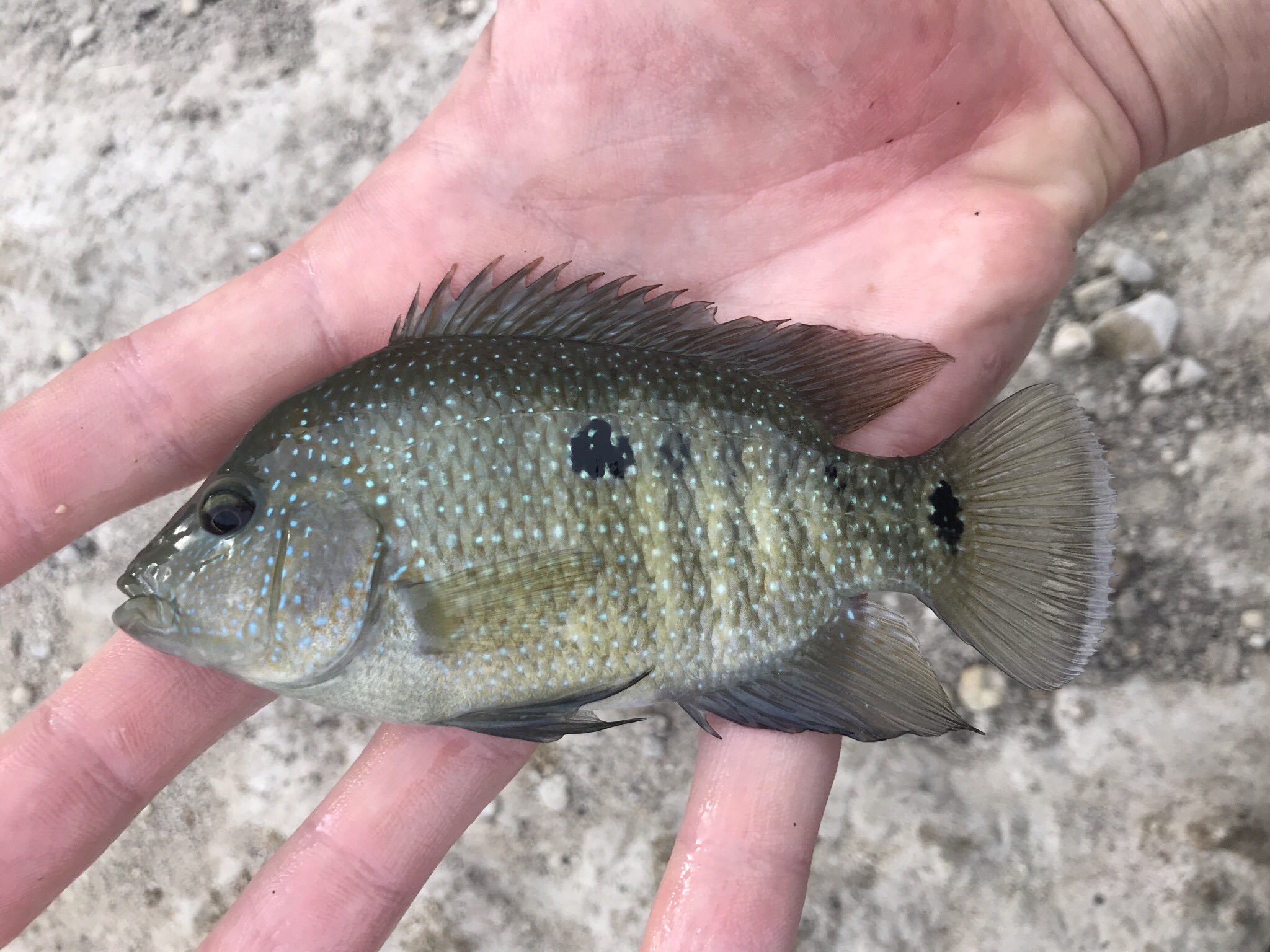 Matt Troia Some More Microfishing In The Texas Hill Country Red Bluff Creek Medina System Rio Grande Texas Cichlid Longear Sunfish Red Shiner T Co S2dkshhxfr Twitter