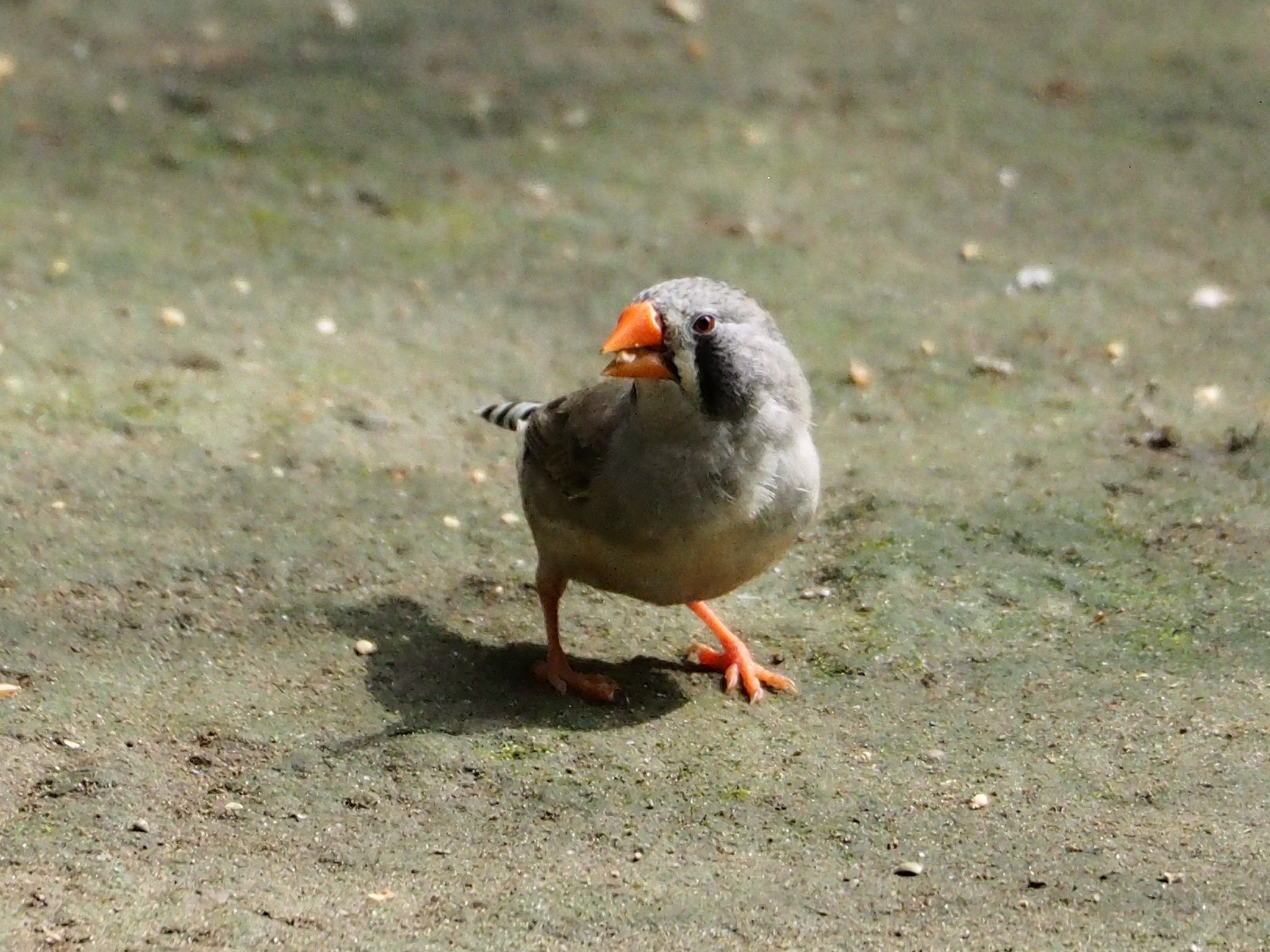 メロン 巣材集め 小石は あれかな キンカチョウ 錦花鳥 錦華鳥 Taeniopygia Guttata Birds Birdphotography 野鳥 キャンベルタウン野鳥の森 T Co E6e1a6czcd Twitter