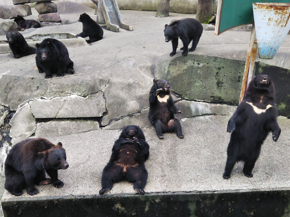 熊牧場 Traola Twitterren