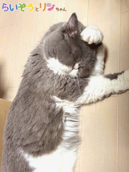 公式 ねこがあらわれた チーム行徒infoさん の最近のツイート 4 Whotwi グラフィカルtwitter分析