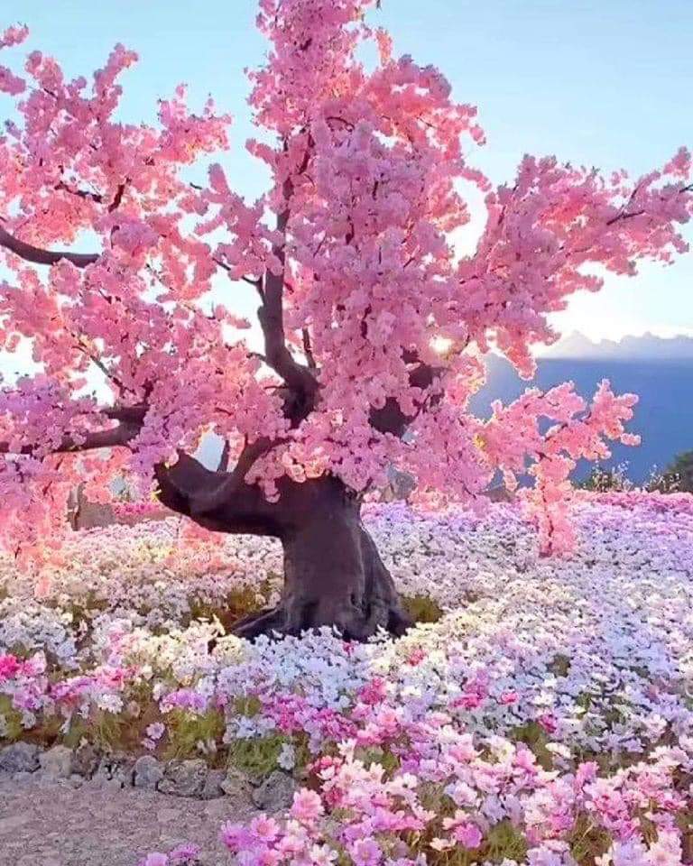 TLeoni311's tweet photo. Lovely afternoon 🕊️ 🌺🕊️ https://t.co/unrbcyyaFe