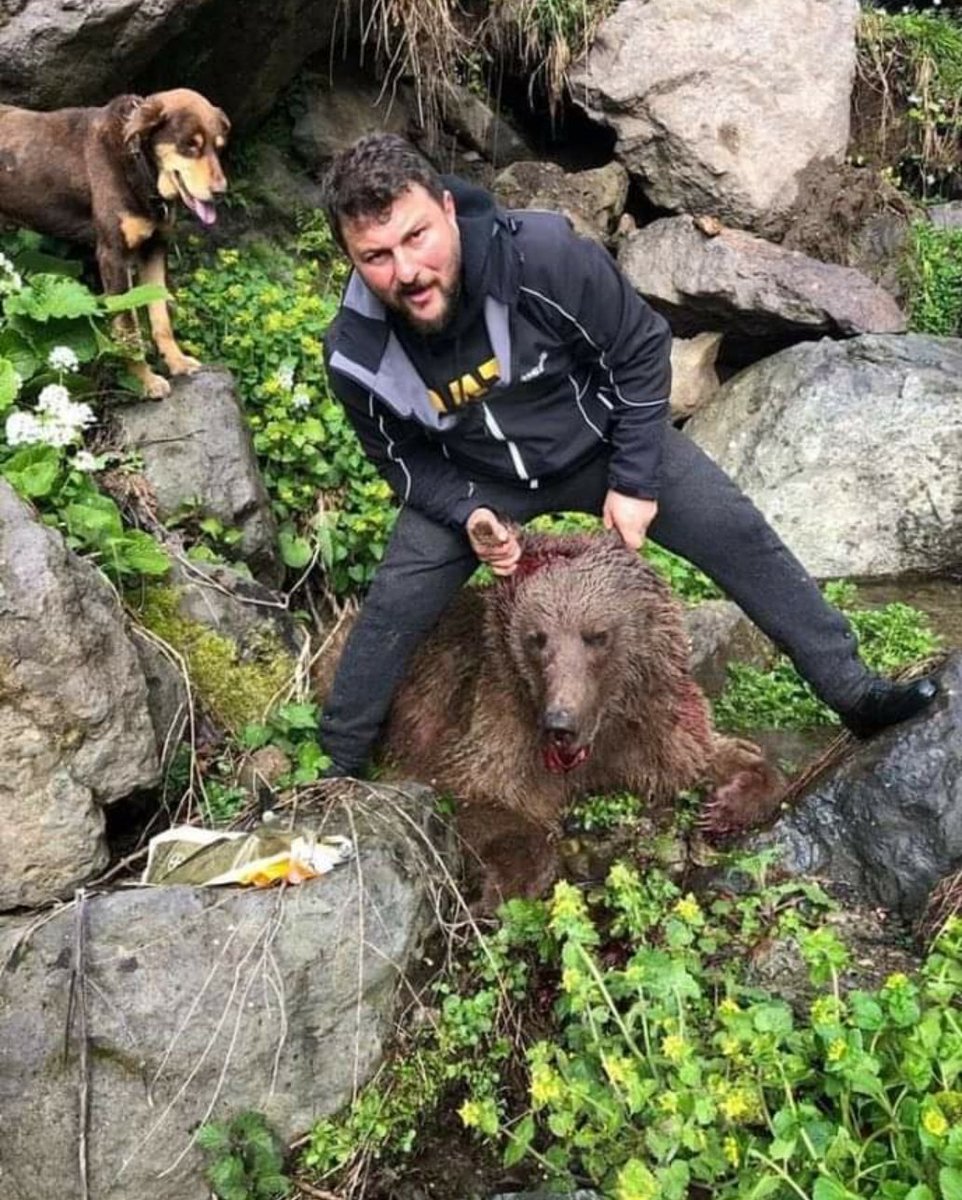 guvenislamoglu's tweet photo. Arhavi'de yavru ayıyı vurup vahşice köpeklere parcalatan Tanju Çakmak yakalandı.Kara avcılığı kanununa muhalefetten 2 ila 5 yıl arası hapis istemi ile soruşturma başlatıldı.Avcılık belgesi olmadığı için @MilliParklar tarafından 33 bin tl para cezası kesildi. @artvinvaliligi🙏💚 https://t.co/lTfNrOzDvl