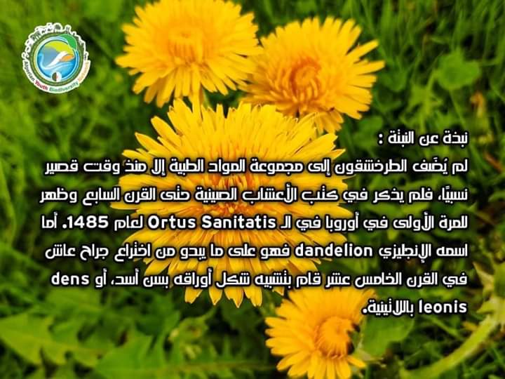 AlgeriaGybn's tweet photo. 🥀استخدام الهندباء كنبات طبي له أصوله في العصور اليونانية القديمة.

🥀 يعود أول استخدامات حقيقية للهندباء إلى القرن السادس عشر ، حيث استخدمها الأطباء لعلاج أمراض الكلى.
#gybn_algéria

#Plante_médicinale https://t.co/VimC82juQG