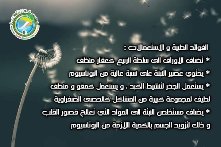 AlgeriaGybn's tweet photo. 🥀استخدام الهندباء كنبات طبي له أصوله في العصور اليونانية القديمة.

🥀 يعود أول استخدامات حقيقية للهندباء إلى القرن السادس عشر ، حيث استخدمها الأطباء لعلاج أمراض الكلى.
#gybn_algéria

#Plante_médicinale https://t.co/VimC82juQG