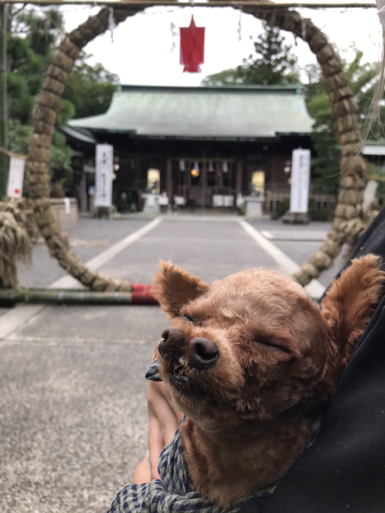 お鼻が二つある障害犬うーちゃん 公式 U Chan Shizuoka Twitter