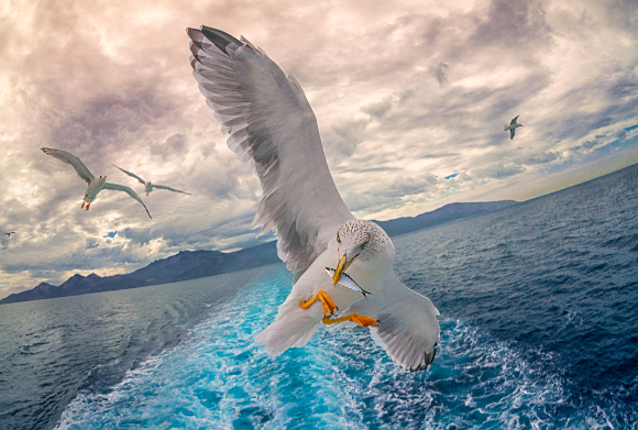Martes 14 11:45 Los cocineros de los restaurantes La Costa (El Ejido, Almería) <a href="/JoseAlvarez_And/">Jose Alvarez</a> <a href="/rest_lacosta/">Restaurante La Costa</a> y Chinchín (Caleta d Vélez, Málaga) explican desde sus cocinas por qué Alborán es un mar único #EncuentroDeLosMares encuentrodelosmares.com <a href="/AndaluciaJunta/">Junta de Andalucía</a>  #GustodelSur