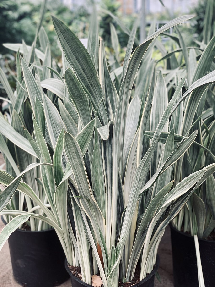 Valleyview Gardens Ar Twitter Happy Sansevieriasunday Check Our Our Large Sansevieria Sayuri With Its Striking Silver Foliage This Easy Care Snakeplant Is A Showstopper Easycareplants Sansevieria Sansevieriasayuri Showstopper Silver