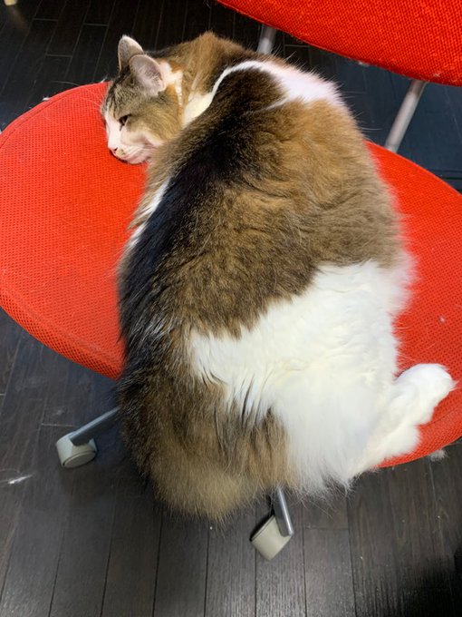 猫は液体だのtwitterイラスト検索結果