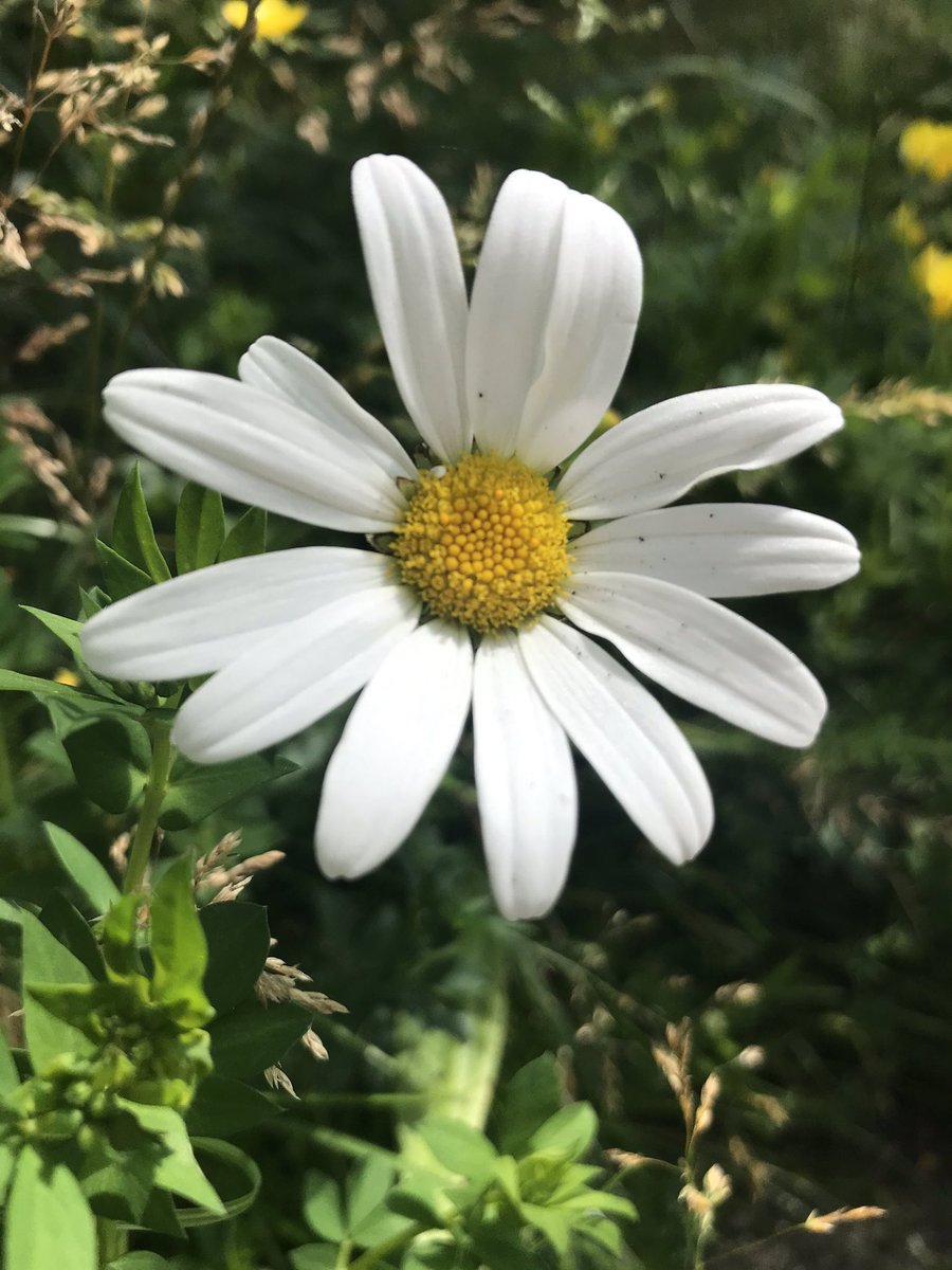 CaulmsWood2020's tweet image. Walk a different (long!) path... Spen Valley Greenway Dewsbury to Heckmondwike this morning
♥️#nature #Flowers #trainbridge @RideKirklees @RideCalderdale @HeckyOrg