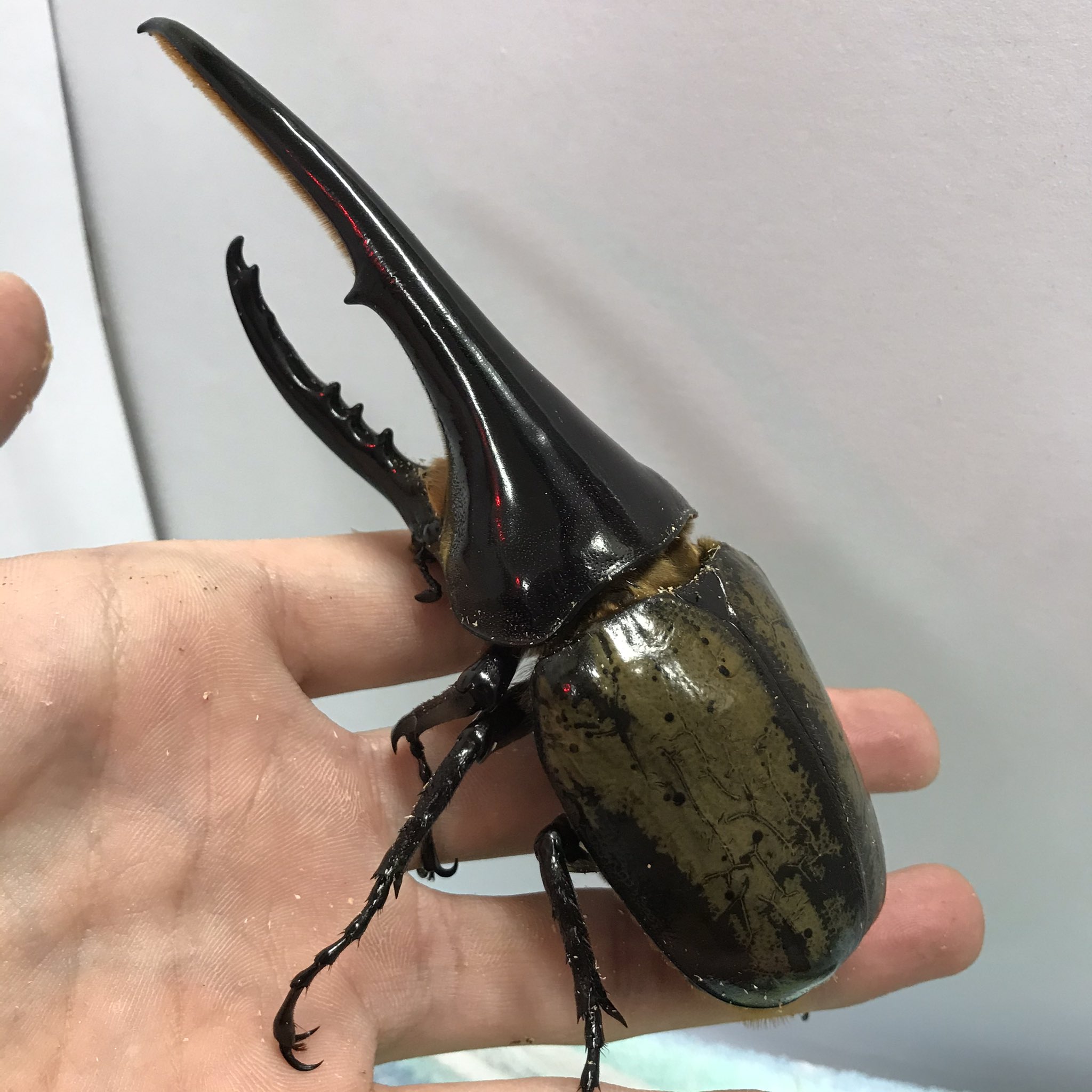 ペポニ インター店 世界最大のカブトムシ 二種が入荷しました ヘラクレスオオカブトはギリシャ神話の英雄ヘラクレスが由来で ネプチューンオオカブトはローマ神話の海神ネプチューンが由来です この機会にお家で育ててみてはいかがでしょうか 鈴木