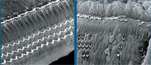 SPECIAL ISSUE: NOISE-INDUCED HEARING LOSS

Another article out of <a href="/NIOSHNoise/">NIOSHNoise</a>: "Occupational  noise exposure: A review of its effects, epidemiology, and impact with recommendations for reducing its burden"

doi.org/10.1121/1.5134…

#noise #hearingloss #acoustics