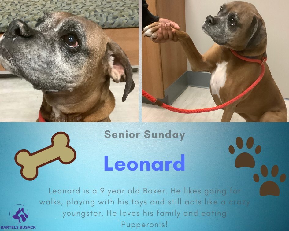 BartelsBusack's tweet photo. Our Senior Sunday Spotlight is handsome Leonard!! #Seniordogsrule #SeniorBoxer #SeniorSunday https://t.co/cAI0q9mmVu