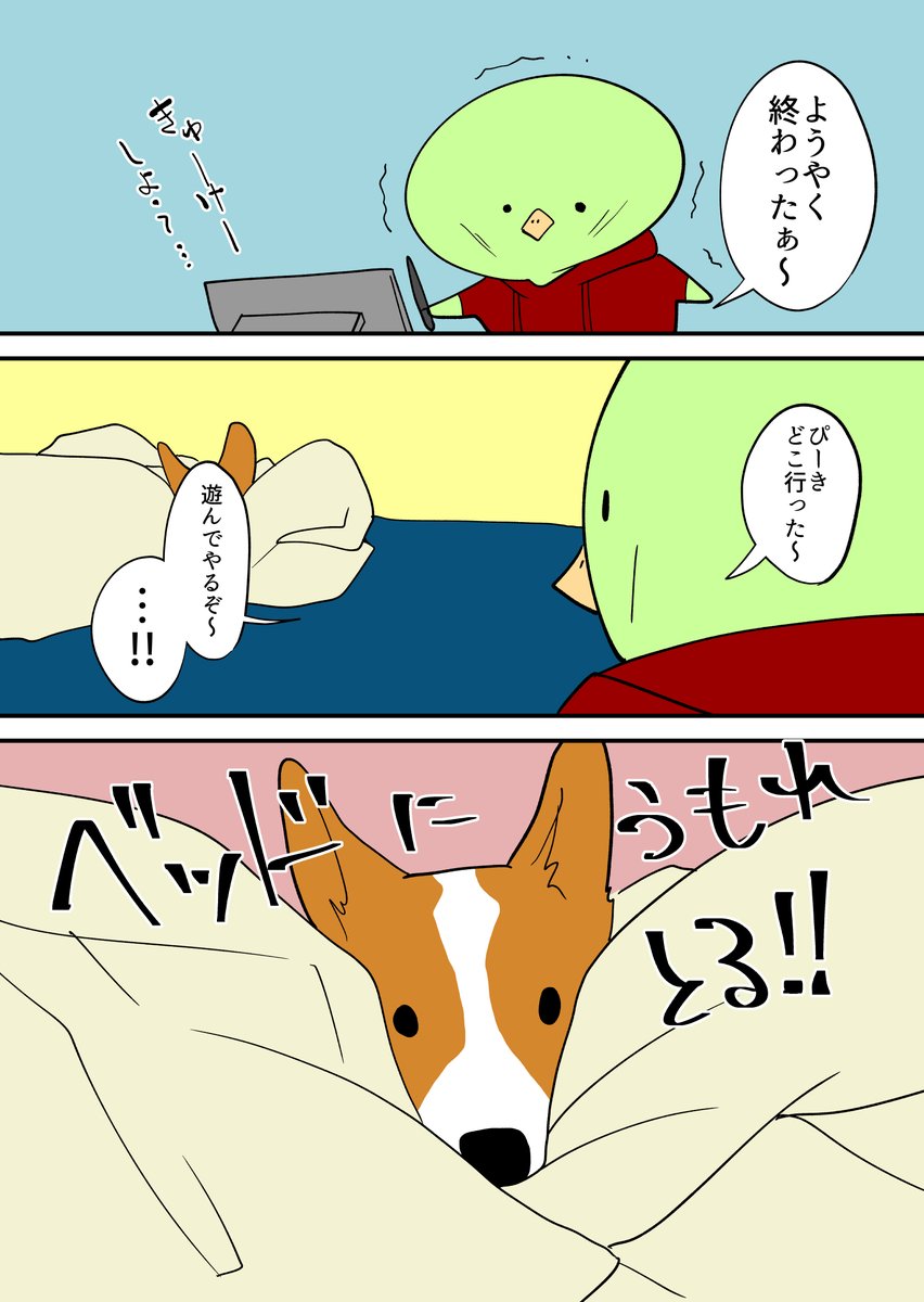 コーギーが隠れる 