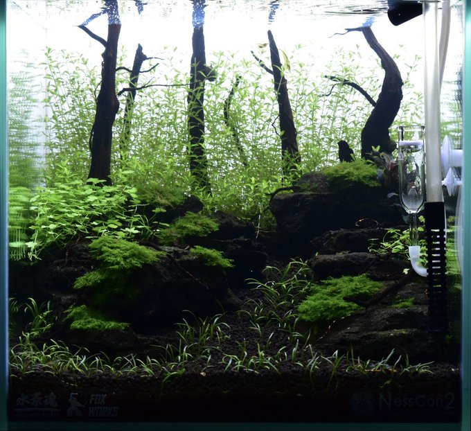 前景水草おすすめ6選 初心者でもco2なしで育つ品種はあるのか アクアリウムを楽しもう