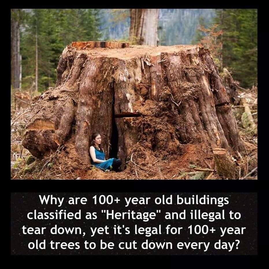 Hs2Rebellion's tweet image. Why is it legal to destroy 100+ year old trees?

HS2 will have an impact on 108 ancient woodlands along the route. 100+ years of history is wiped off in a few minutes.

It's time we stand up to this injustice! HS2 is ecocide!

#StopHS2 #StandForTheTrees