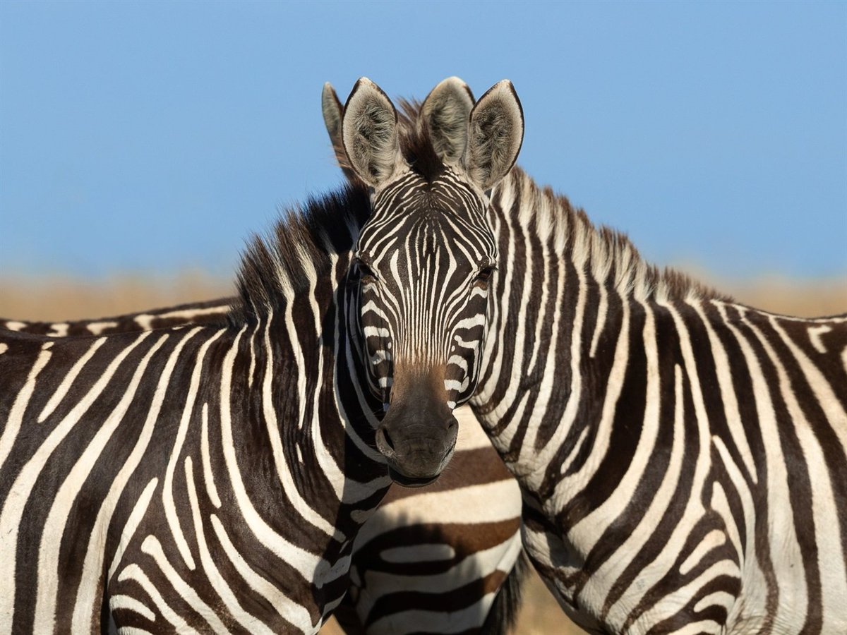 News24's tweet image. A photographer took an image of 2 zebras, and no one can agree on which one is looking at the camera | @BISouthAfrica 

ow.ly/3Uio50Aw6PE