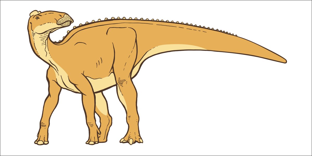 RoyalTyrrell's tweet image. Hadrosaurs were a diverse group that make up a large percentage of the fossils we find. These herbivorous giants may have actually used extensive chambers in their noses and crests to communicate with one another. Tweet your hadrosaur drawings using #RTMPArtChallenge