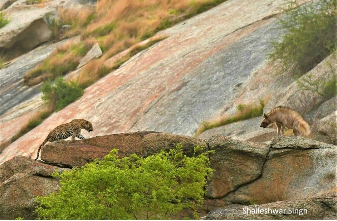 Leopard vs Hyena 
#nature #natureinfocus #bigcatsofindia #wildlifeofindia #wildlife #bbcearth #animalplanet #natgeowild #discovery #lonelyplanetindia #photographersofindia #wildlifephotography #leopardphotography #bera #jawai #berarajasthan #pali #rajasthan