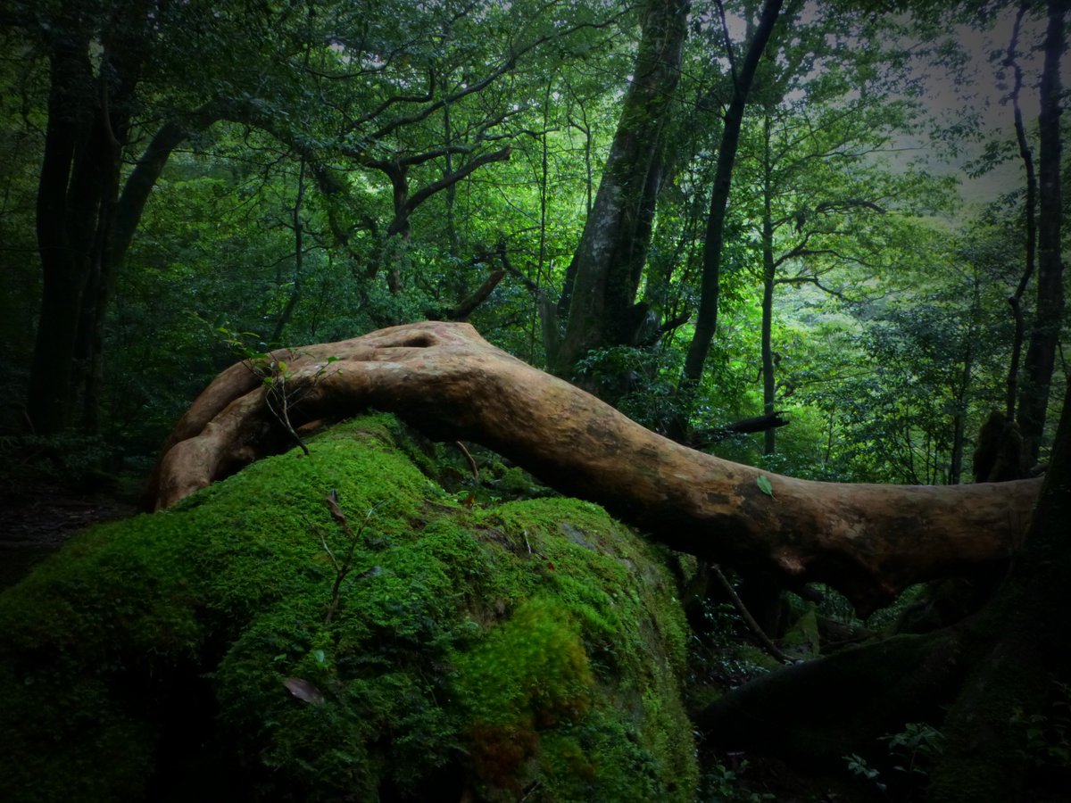 美しい日本 🇯🇵 tweet media