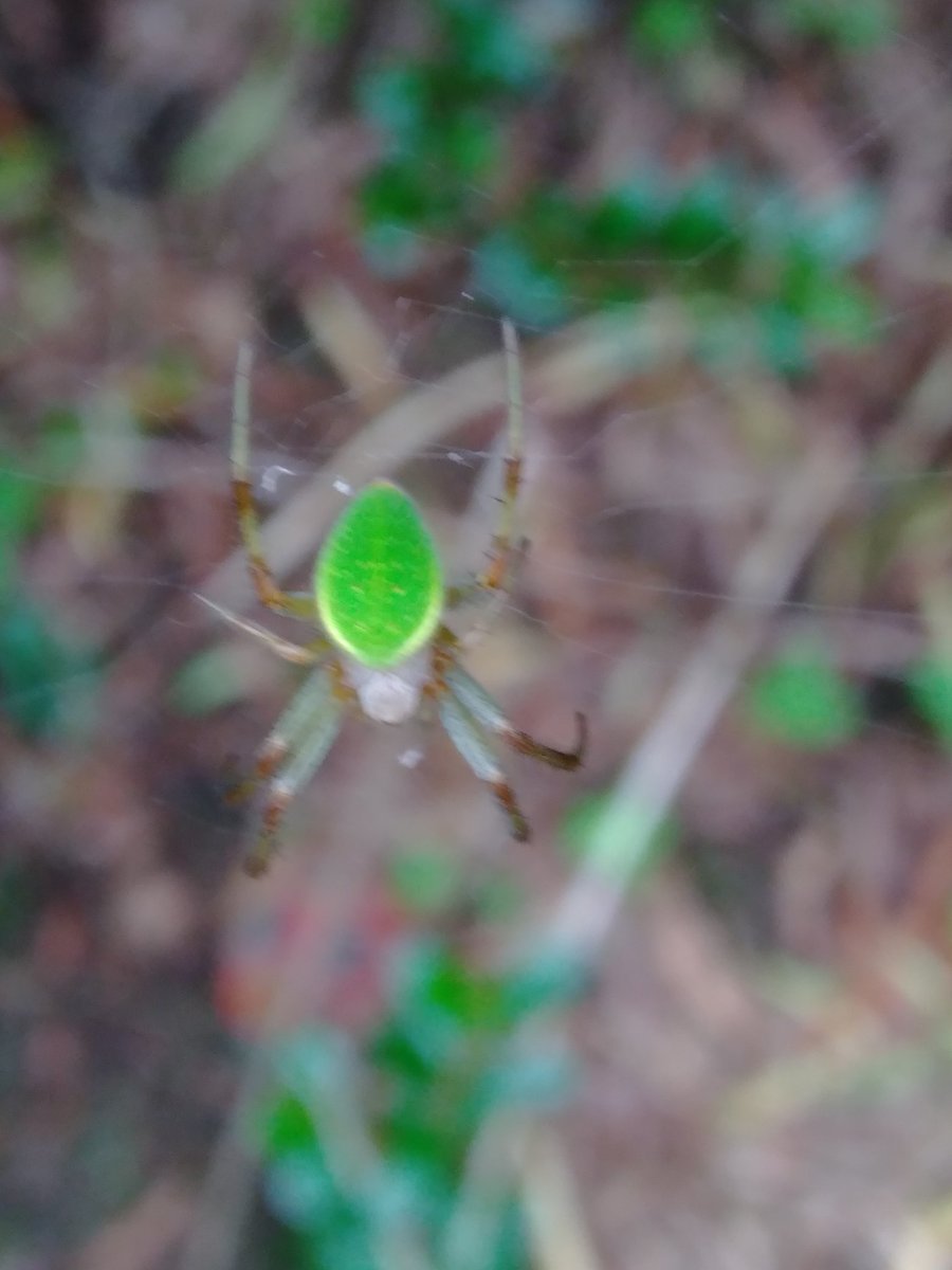 ねえね 猫の座布団 小さい綺麗な緑の蜘蛛 名前はなあに 教えて虫の人