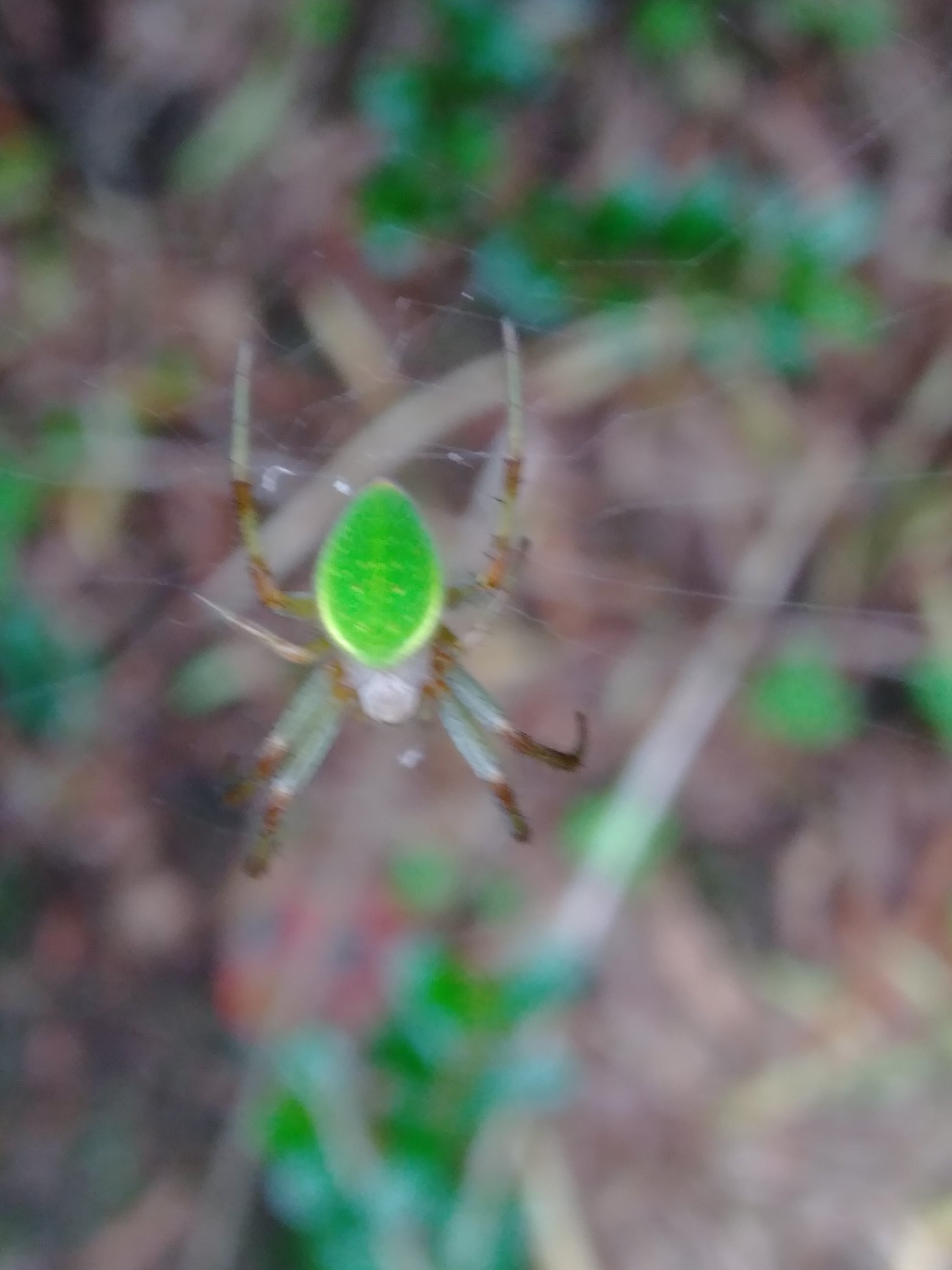 ねえね 猫の座布団 小さい綺麗な緑の蜘蛛 名前はなあに 教えて虫の人 T Co Eeszvwldv5 Twitter