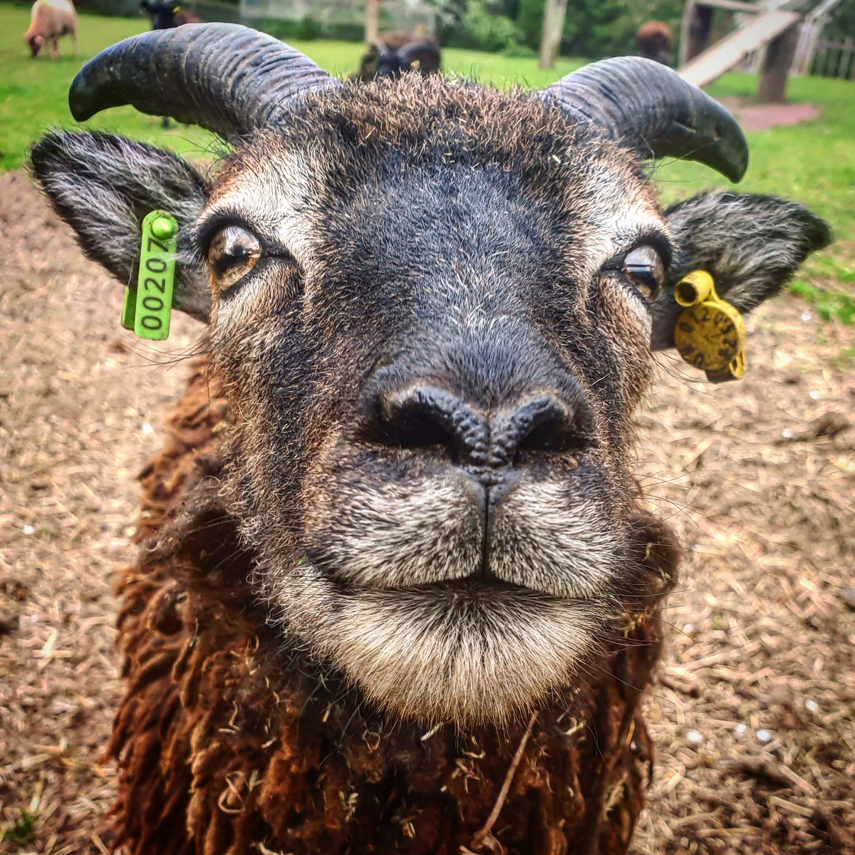 Heeley City Farm tweet media