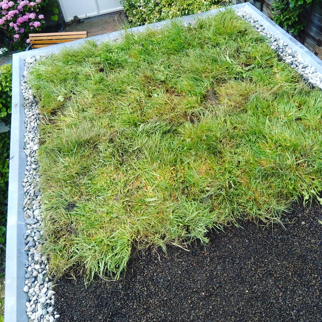 hilbrandie's tweet image. Mooi weekendklusje: broeierig asfaltschuurtje ombouwen tot fris groen dak. Met dank aan @Groendak