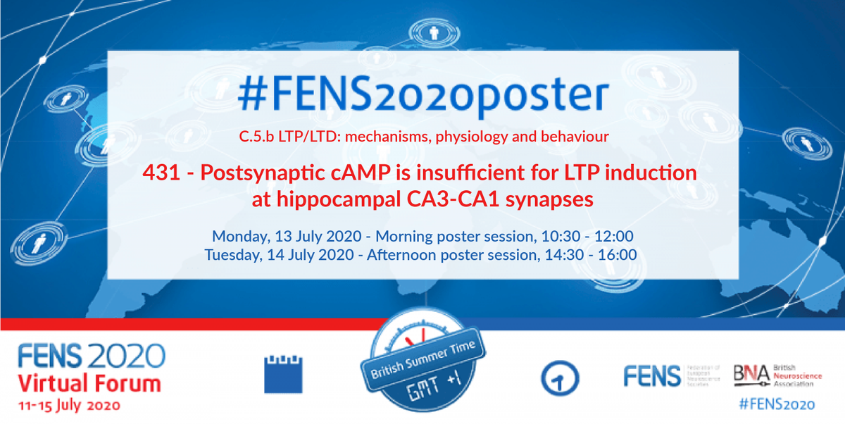 OanaConstanti's tweet photo. I am very excited to present my research at #FENS2020. If you are interested in cyclic nucleotide signaling in the hippocampus and modulatory optogenetic tools, check out my #FENS2020poster 👇Monday AM and Tuesday PM 
@FENSorg @OertnerLab https://t.co/qLxPCMShxj