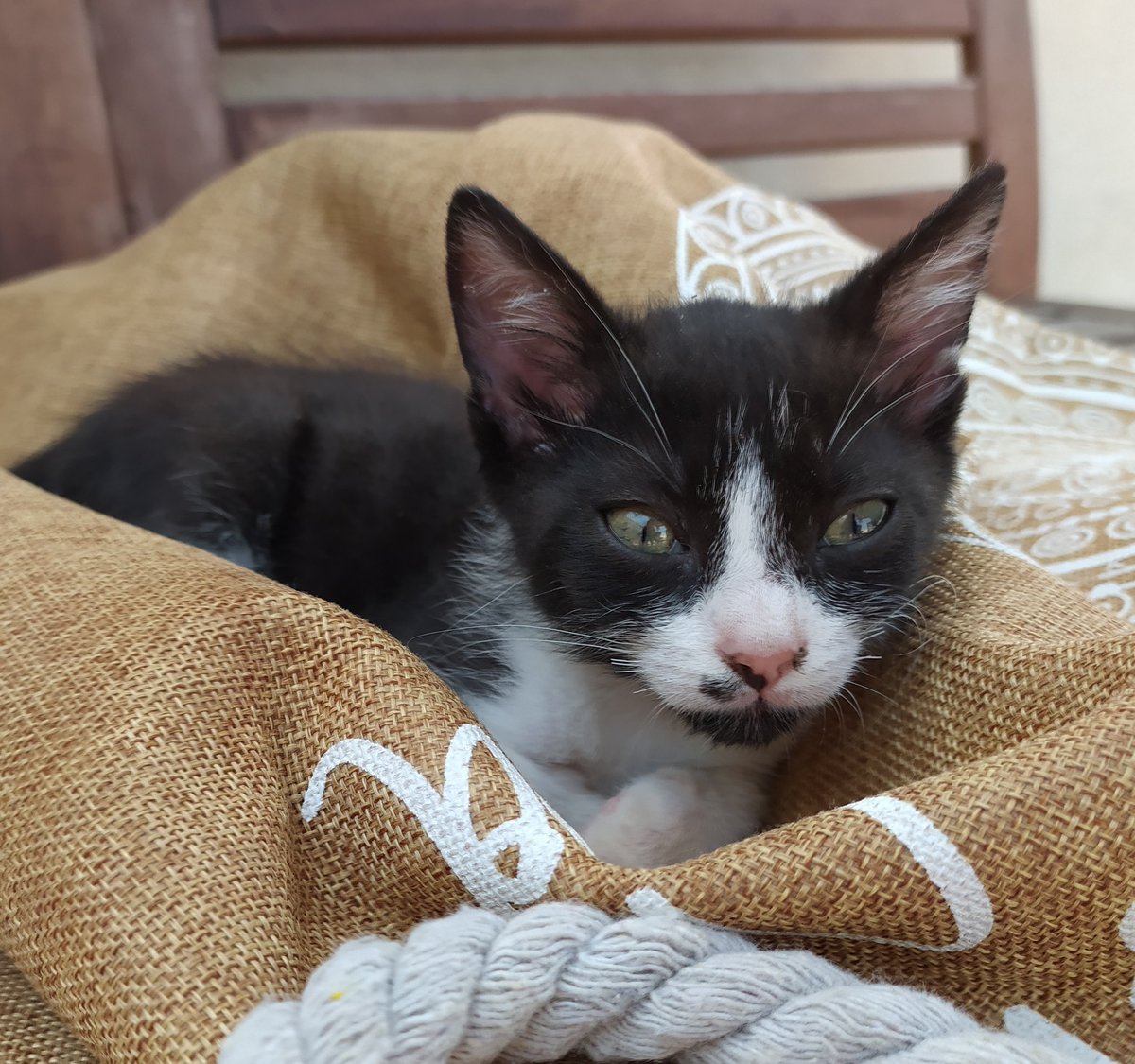 Zelemin's tweet photo. Es la primera vez q tenemos gato... Se acabó ordenador, móvil, redes, games, solo hay #gatito #michi #precioso #monisimo 😍 https://t.co/8CQ3Kl3txO