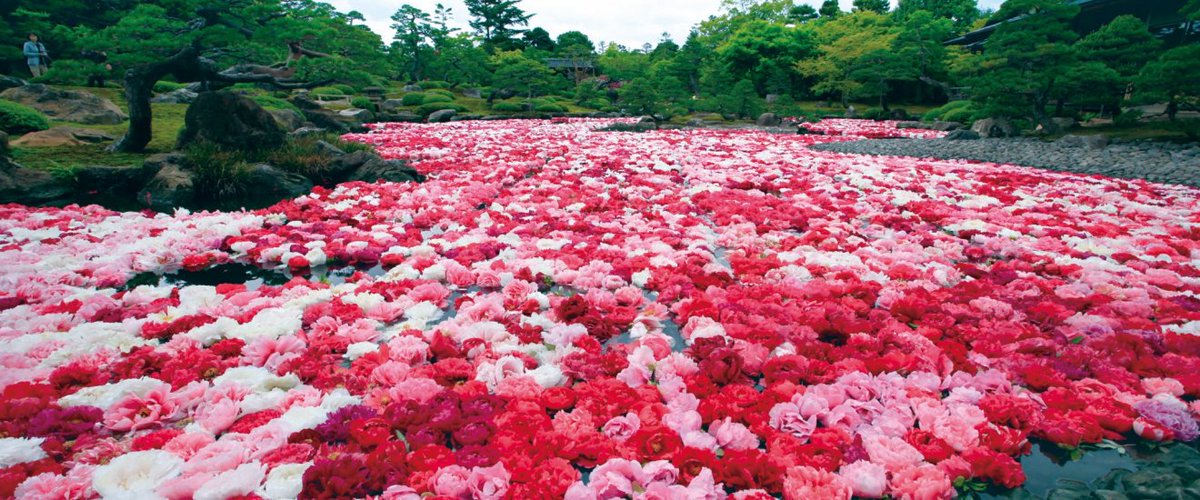 美しい日本 🇯🇵 tweet media