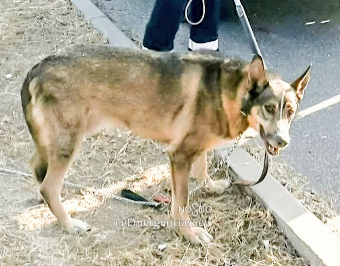 EmergenciasSev's tweet photo. 🔴 Colaboración ciudadana.
👤Buscamos a quien dejó abandonado a este perro, atado a un árbol, sin agua y a pleno sol con 40°C, en la zona de Charco de la Pava #Sevilla.
Policía Local le encontró desfallecido.
Ya se recupera en Zoosanitario.
#Gobernación @Ayto_Sevilla https://t.co/qL96Dd8ACJ