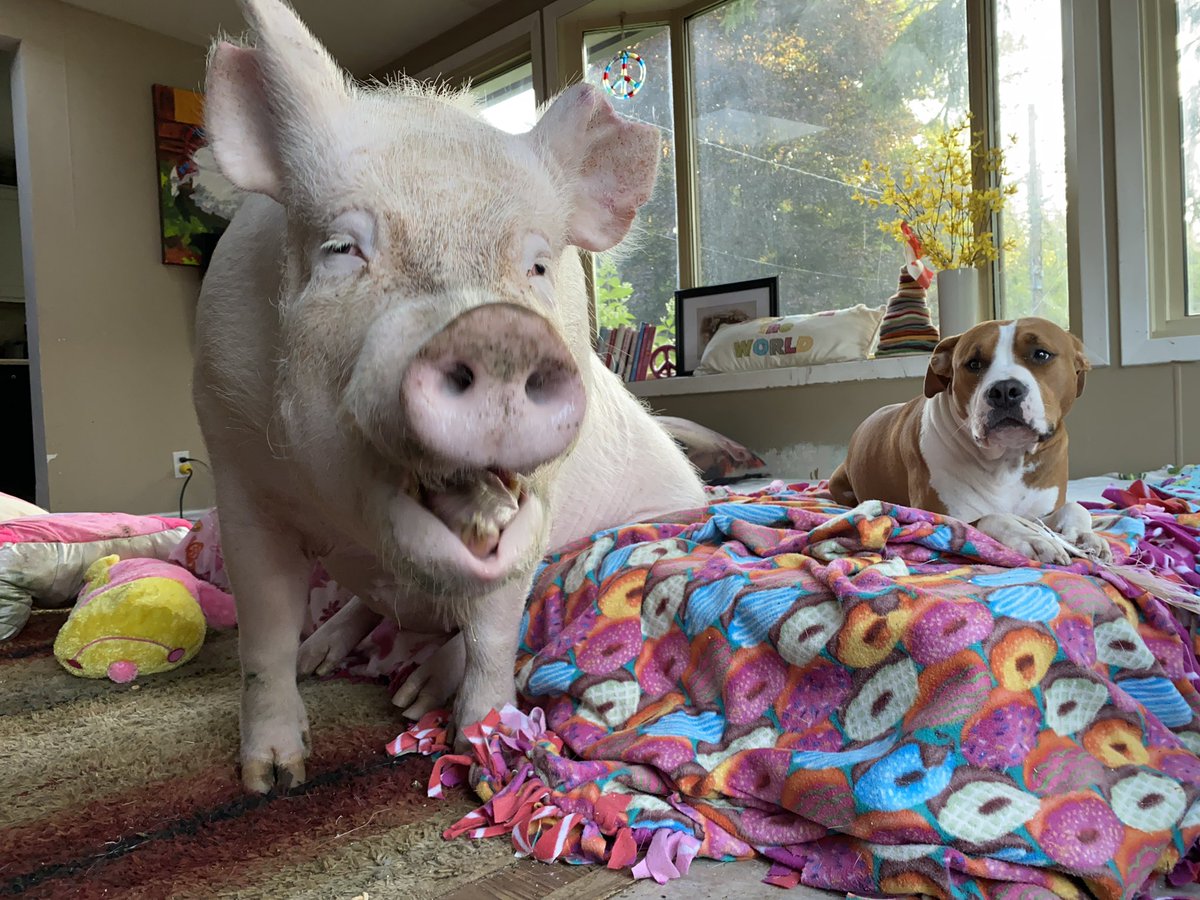 EstherThePig's tweet photo. I wake-up beside my best friend every day; I don't know how I got so lucky. https://t.co/8klbqu3re9