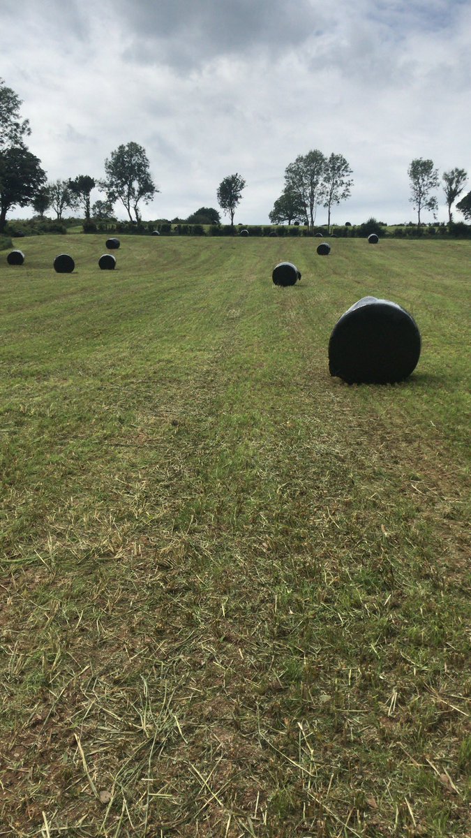 _lucywilliams_'s tweet photo. 91 bales in 9ac of peas and oats and a fresh ley following on #undersown #trysomethingnew #everydaysaschoolday https://t.co/khwvgrN3UM