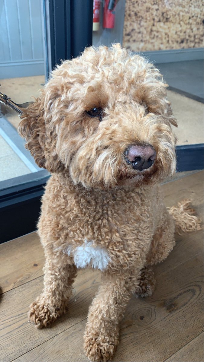 Vic_StudioV's tweet photo. @Bat1916 We’ve got a new doggy in town as we are at our friends x https://t.co/H3M67kq0Zn