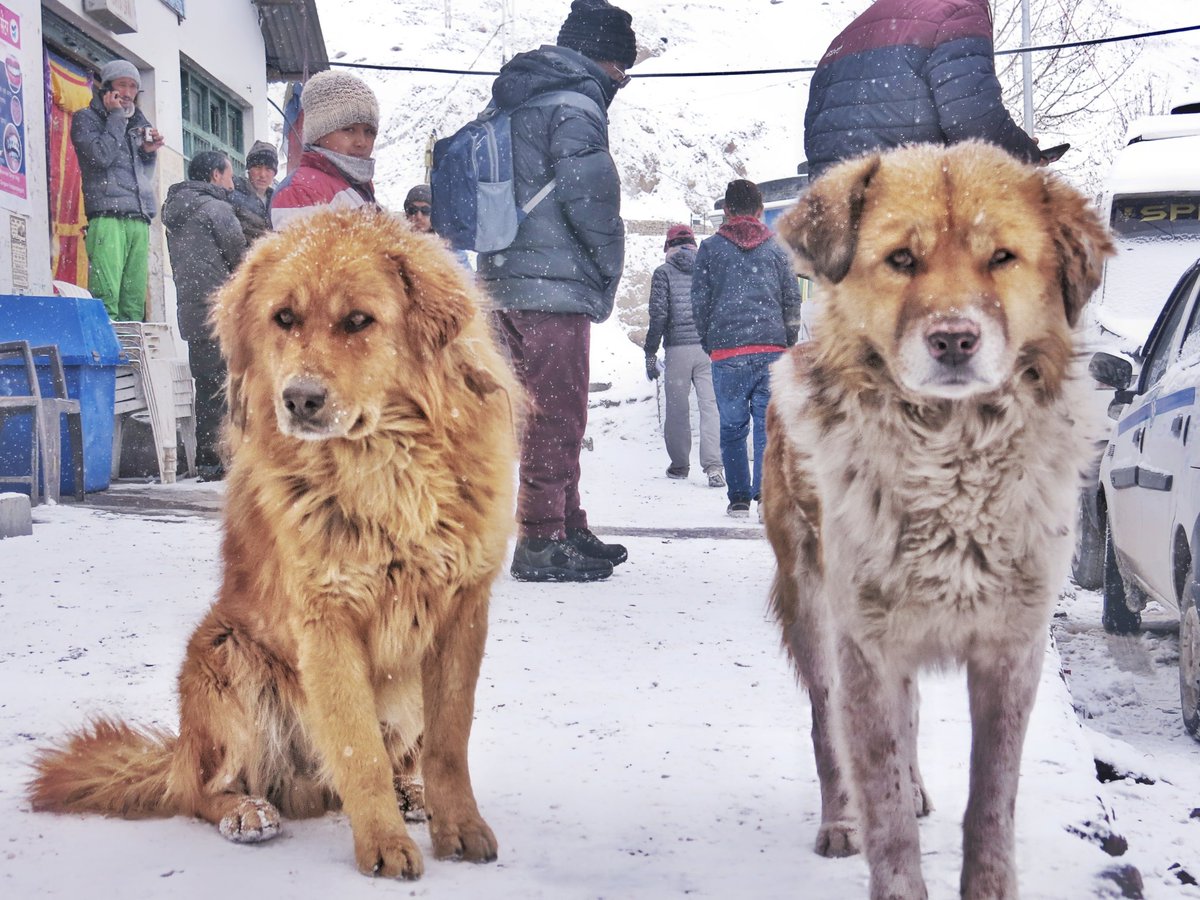 abhijeet_mahato's tweet photo. Winter in Spiti Valley no.8
Friendly Street Dogs of Spiti...
#photography #HimachalPradesh #explore #streetphotography #adventure #snow #mountains #hills #travelphotography #IndiaTravel #journeytothenorth #planetEarth #bbcearthcapture #streetsofindia #streetdogs #dogs #friendly https://t.co/59vBRFMe20