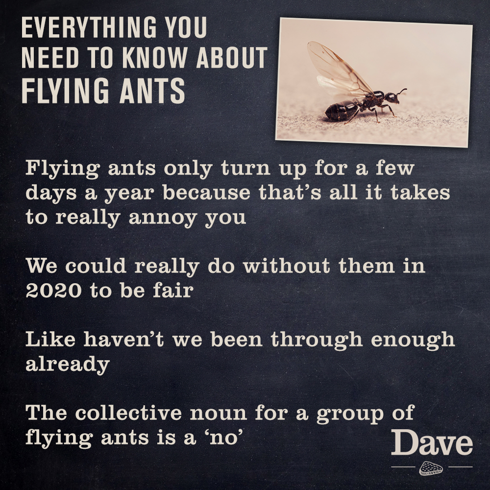 davechannel's tweet photo. Everything you need to know about Flying Ants #flyingantday https://t.co/qpUydJZSoT