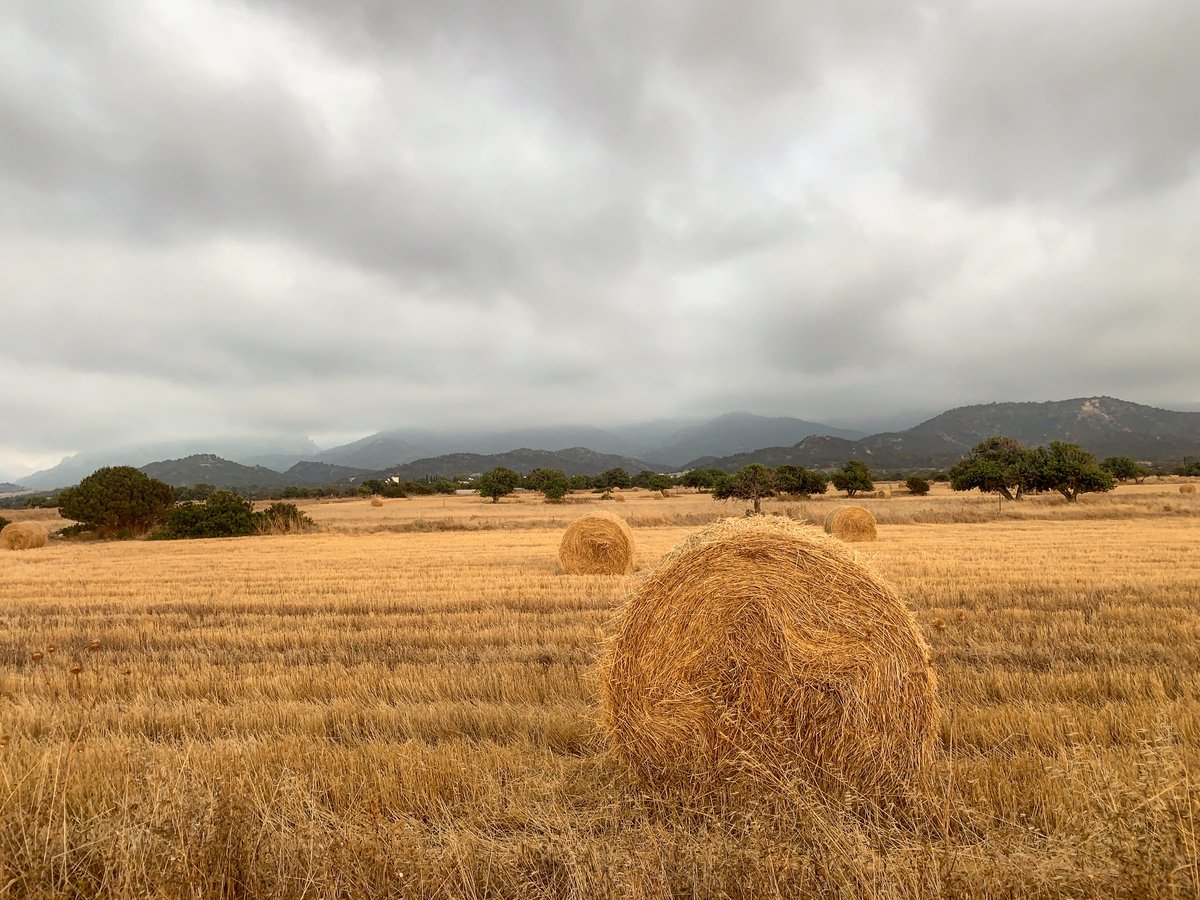 ozlem4ever's tweet photo. Haystacks #landscape #ThePhotoHour #colourphotography #photography #StayCreativeAtHome #iphoneography #iphoneXR #Kibris #Tatlisu #Cyprus #cyprusfromhome https://t.co/AFGSQZVomY