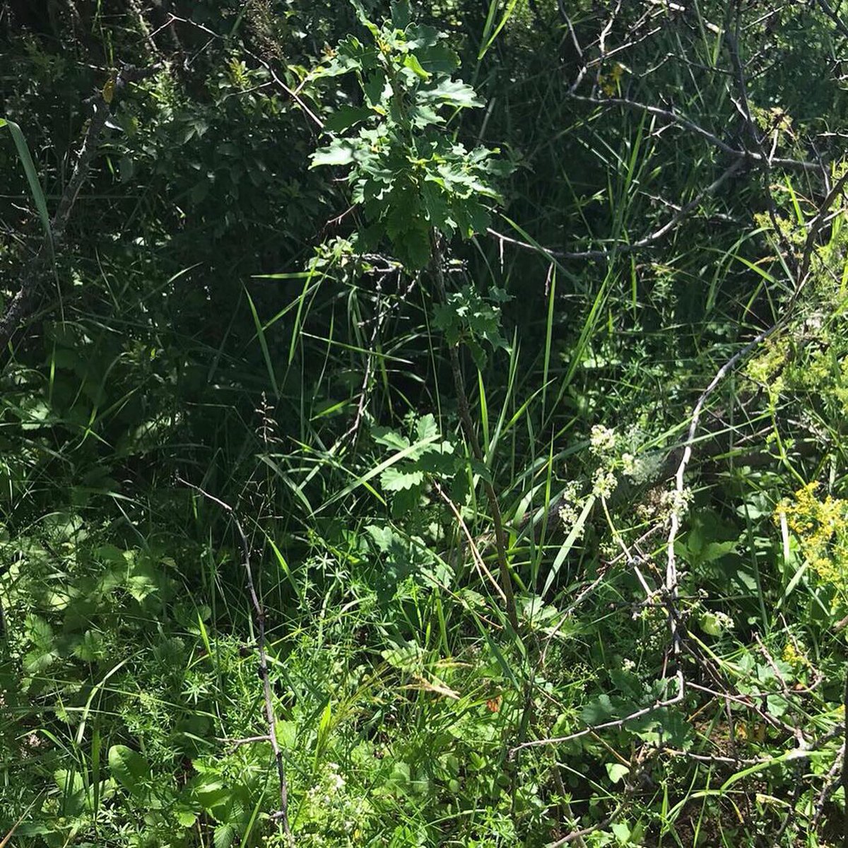 ForestsWF's tweet photo. Exciting news from Cobor Farm this weekend as we’ve received pictures of the oak trees planted last year. They were our first trees planted with sales/donations from our founder @nicodetransilvania’s album #BeOne We intend to recreate ancient oak pastures.#planttrees #makemusic https://t.co/HtR4aXaSug